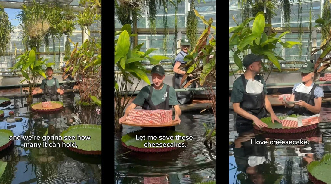 Waterlily Weigh-off with Junior's