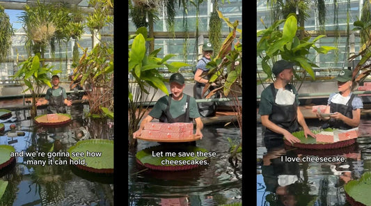 Waterlily Weigh-off with Junior's
